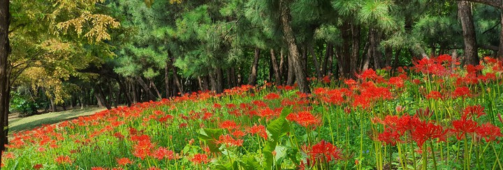 Red~