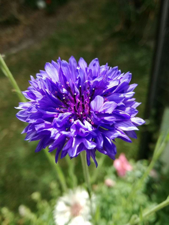 Blue cornflower