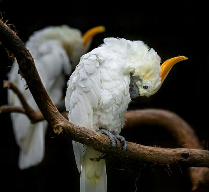 Parrot