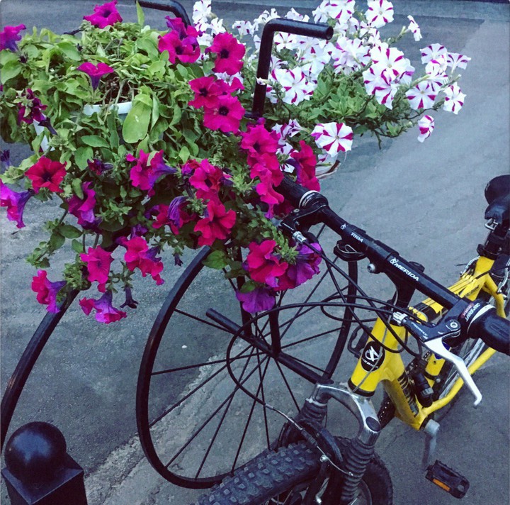 flowers, summer, park,bike