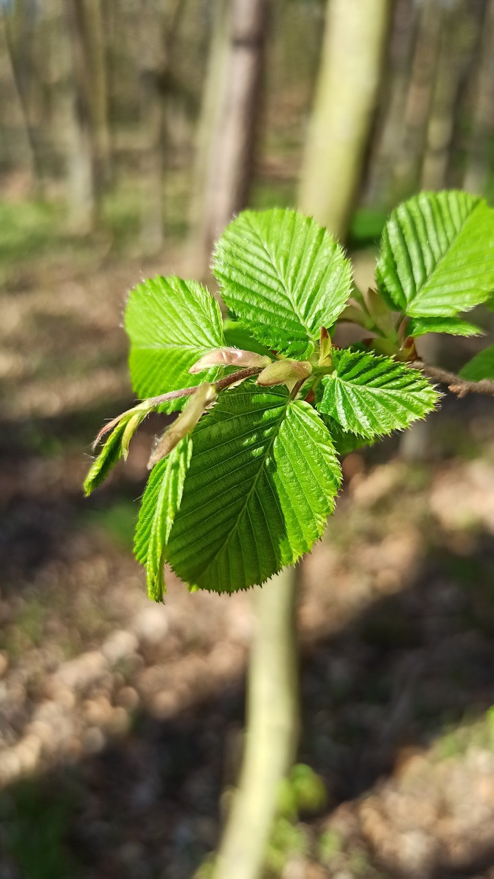 Leaf