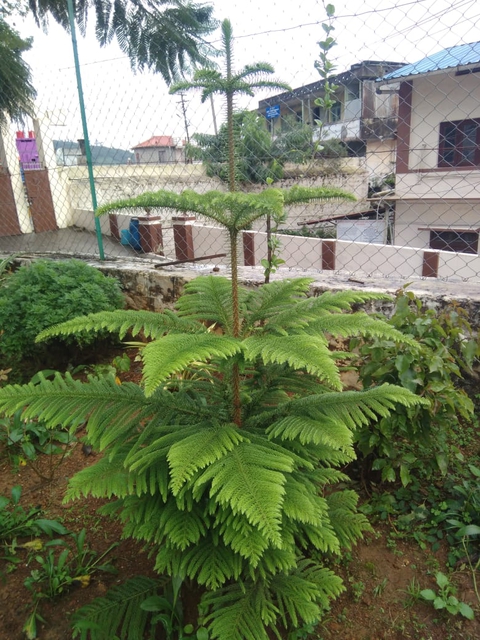 xmas tree ...