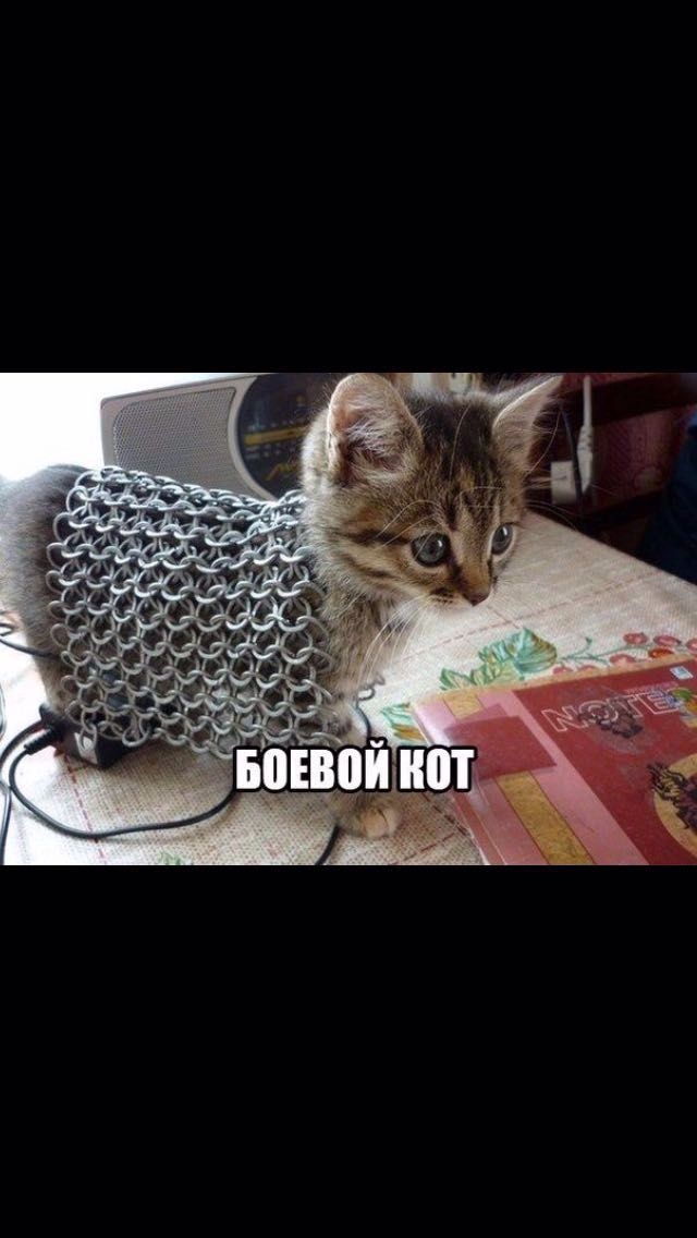 Боевой кот