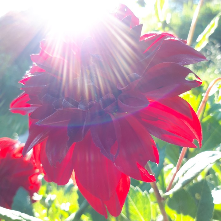 Dalia e Sol