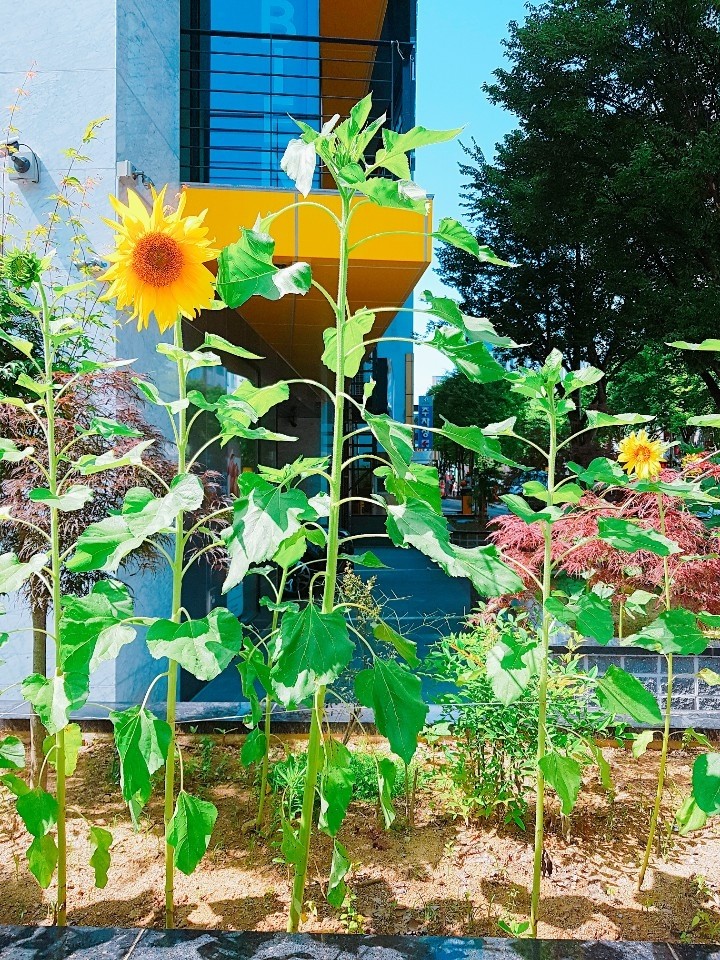 해바라기 (Sunflower)