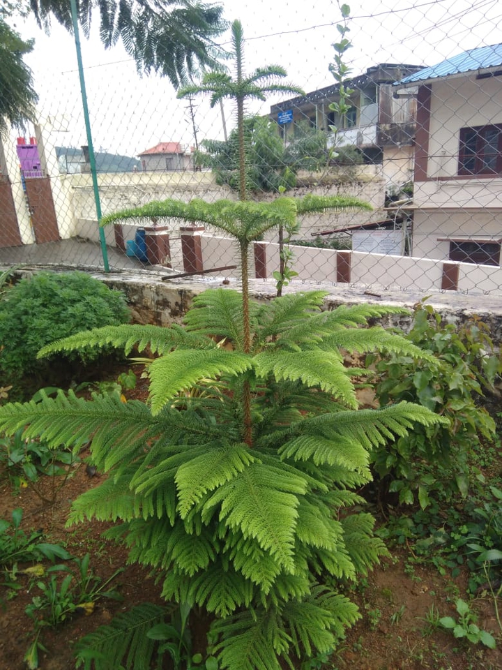 xmas tree ...