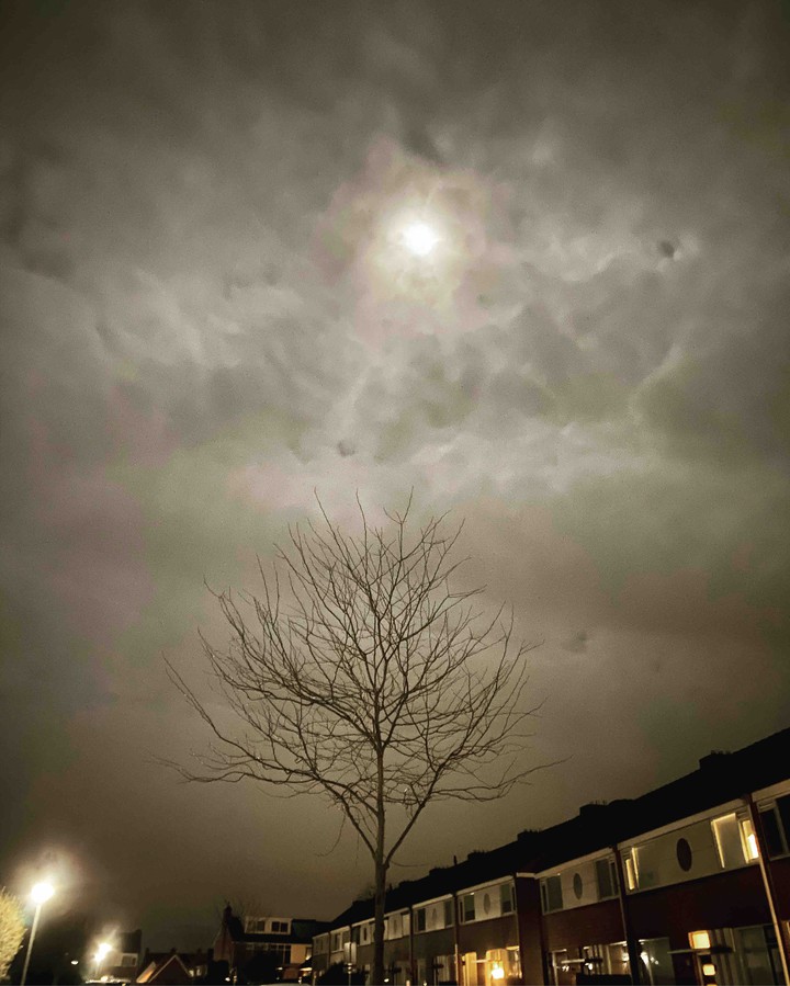 Shy Moon
