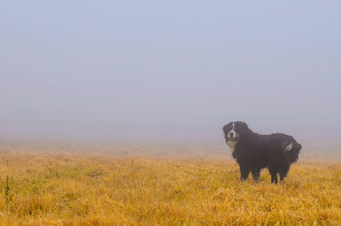 dog