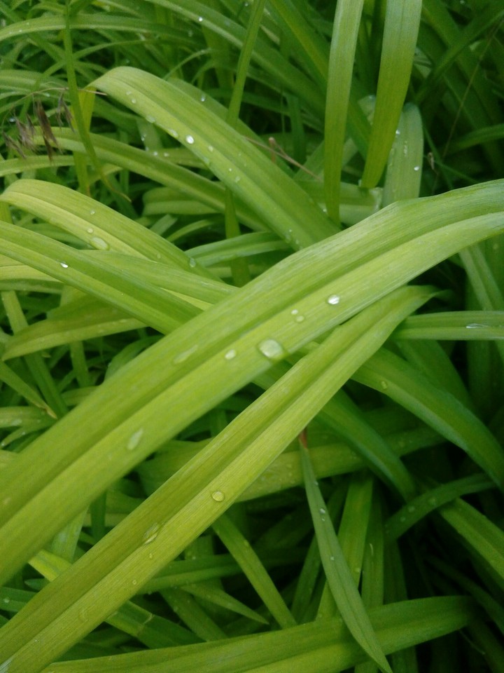 grass