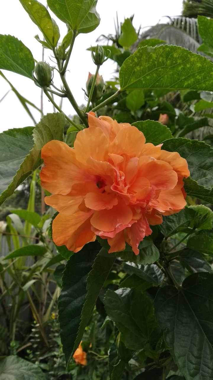 hibiscus