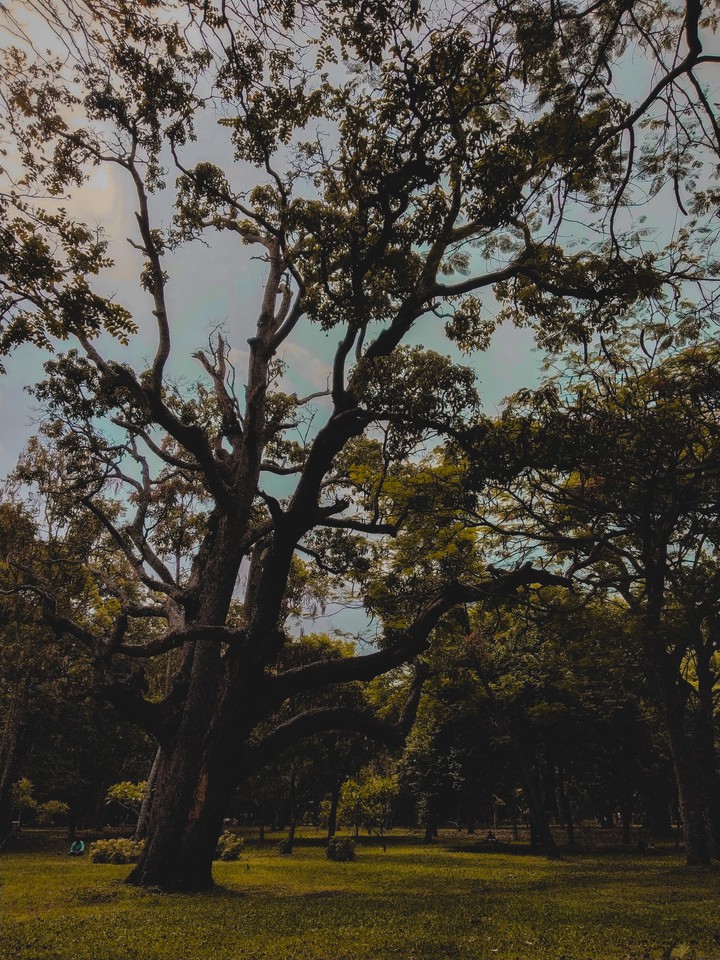 Park