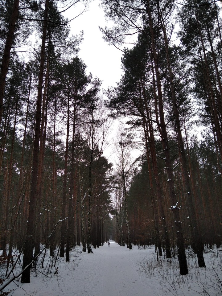 Winter in forest