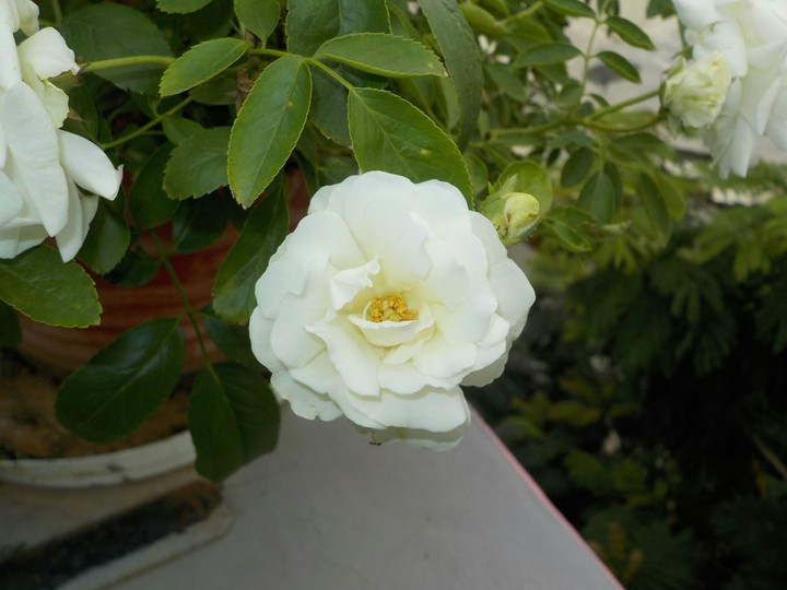 White rose