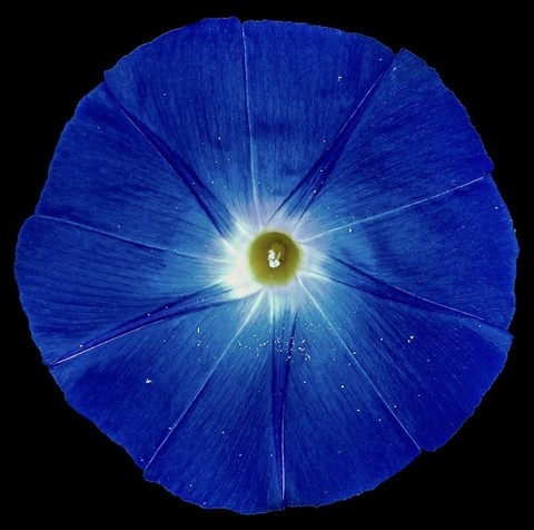 morningglories, ipomoea वॉलपेपर