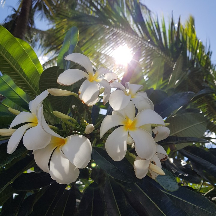 flower