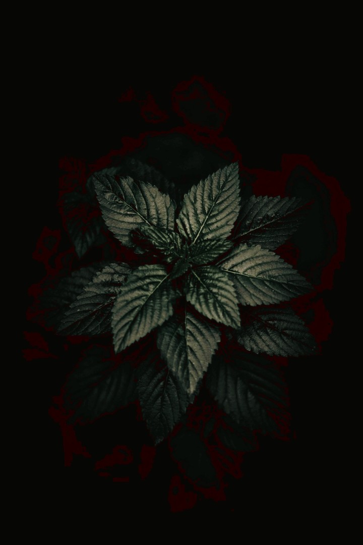 leaves
