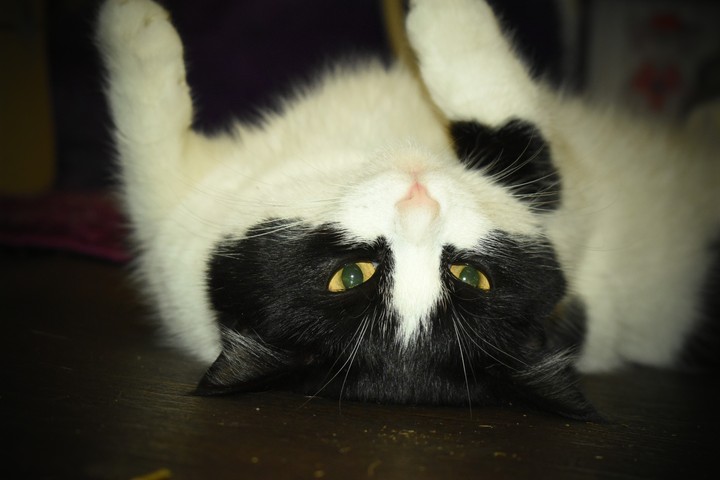 cat