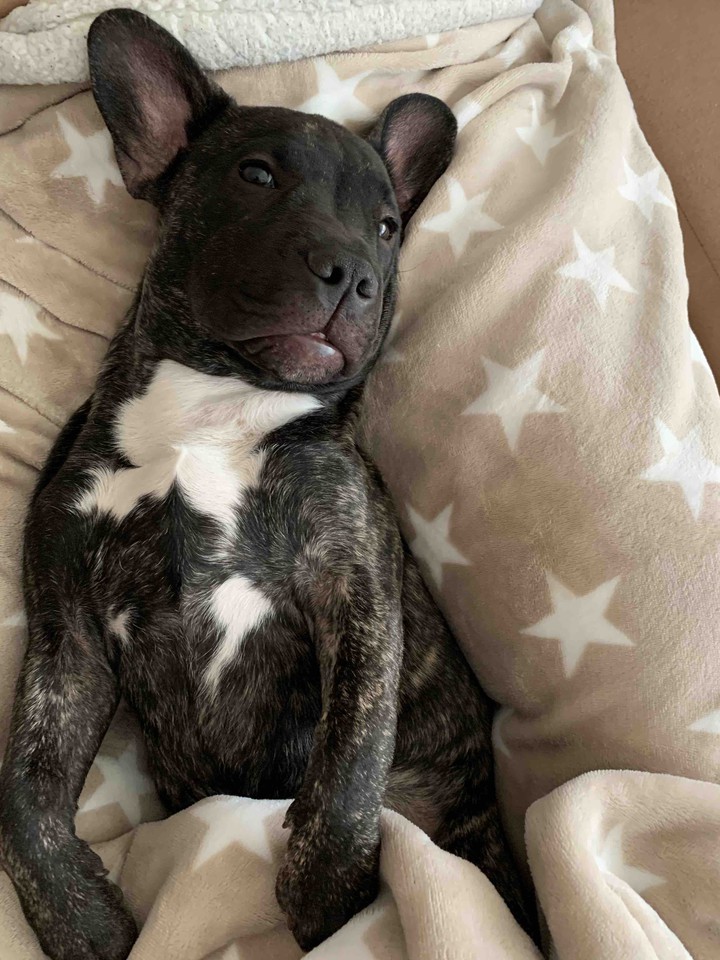 my Buddy Puppy
