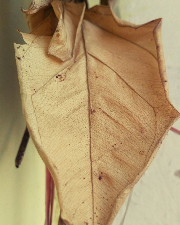 Leaf