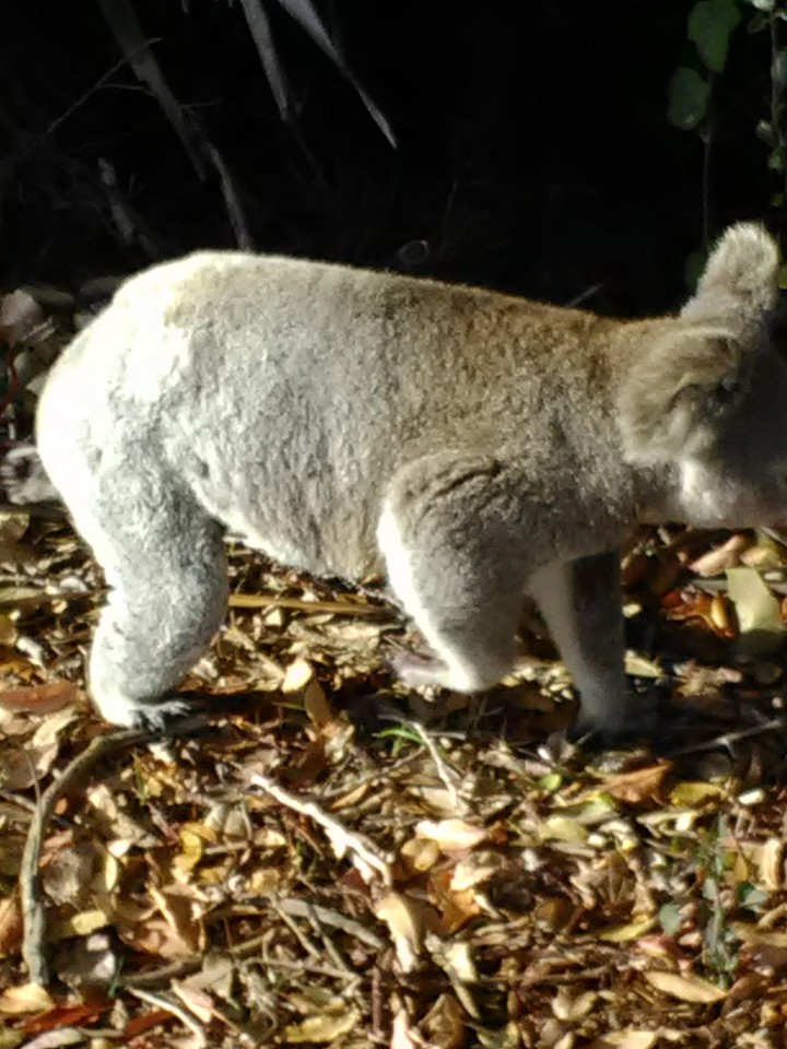 Koala