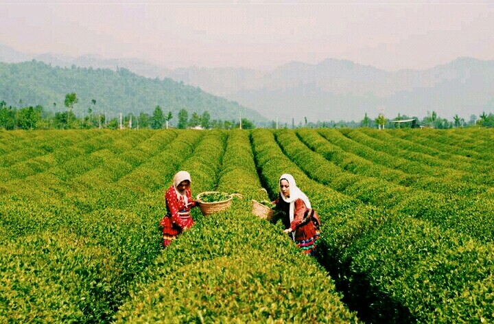 Tea farm_North of IRAN