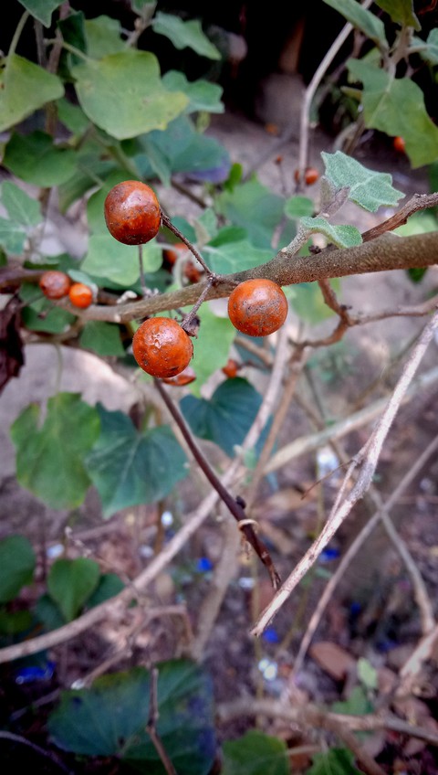 Nature