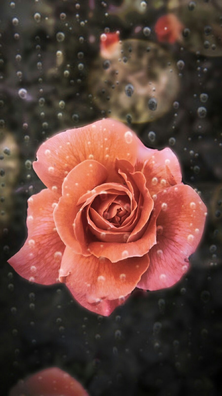 dream flower