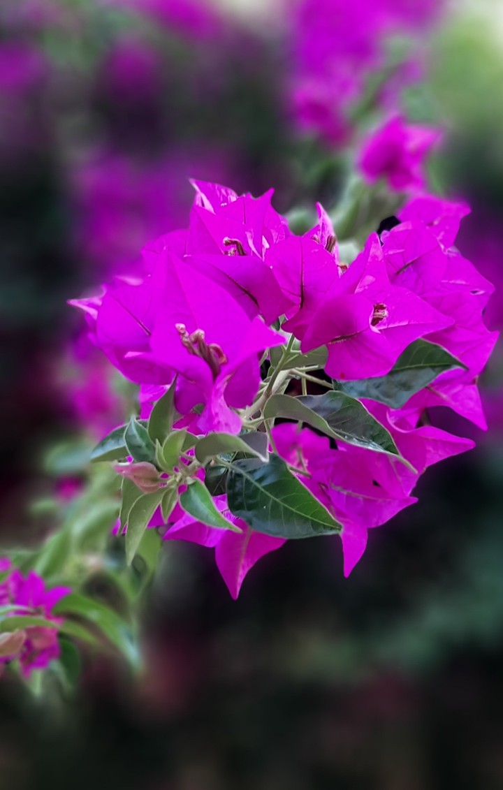 beautiful flower