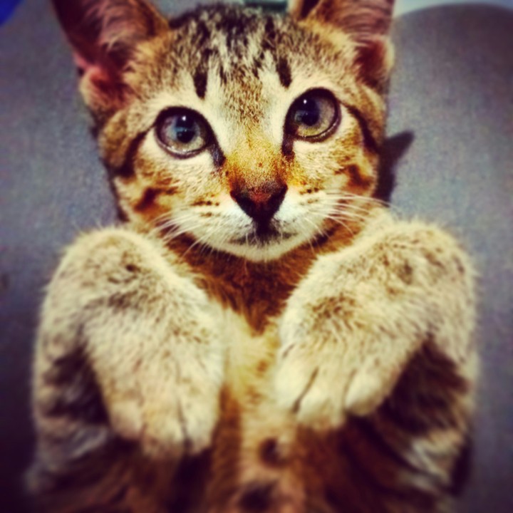 cat shine
