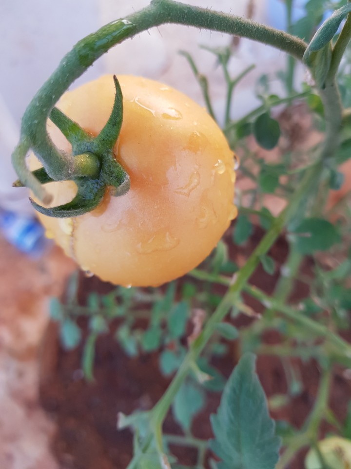 a tomato