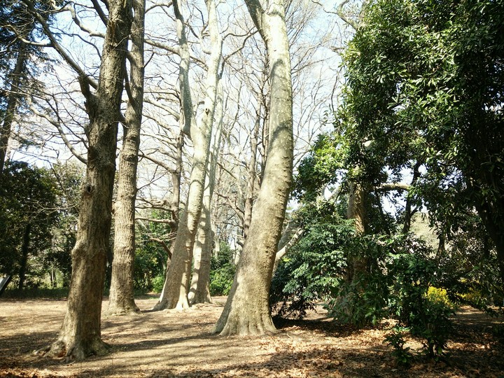 樹7  Tree 7