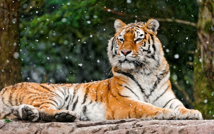 Tiger