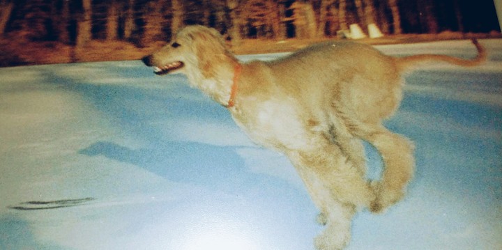 Sight Hound running on frozen lake.