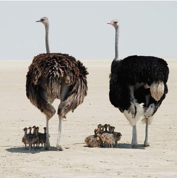 family