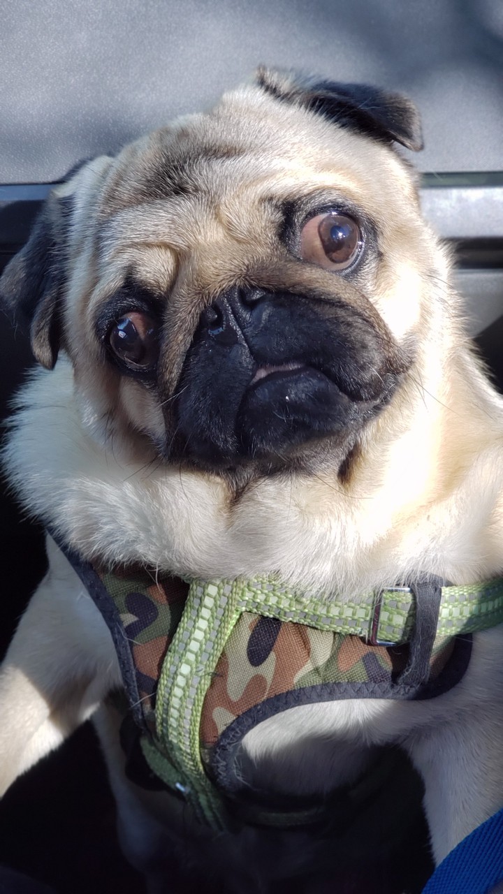 Pug