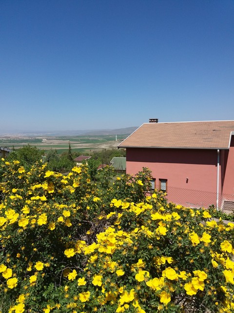yellow flowers