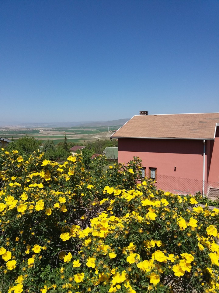 yellow flowers