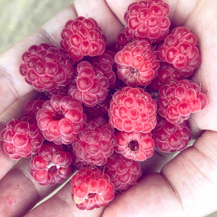raspberry