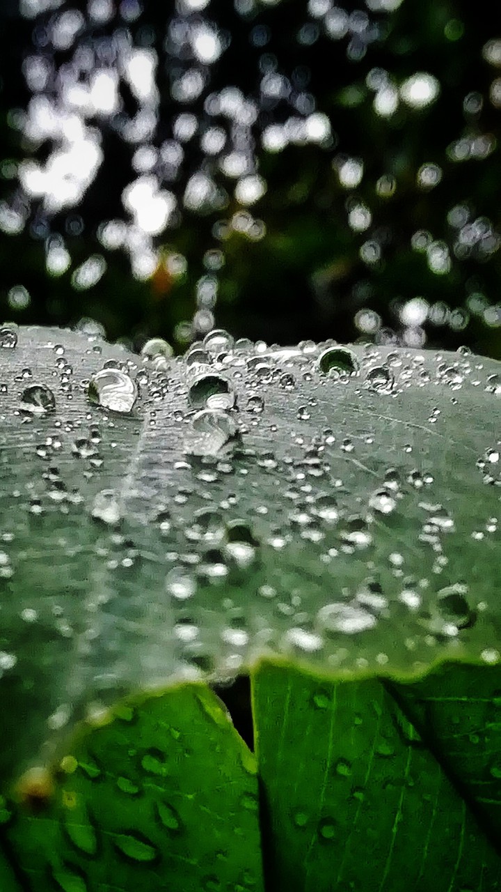 drops