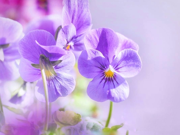 violet