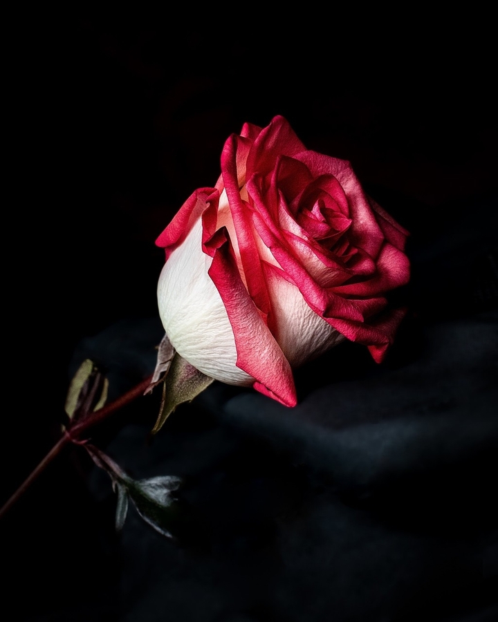 red rose