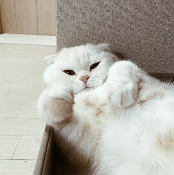 Cute Cat (=^･ｪ･^=)