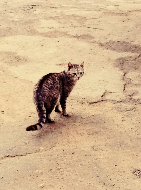 Кошечка
