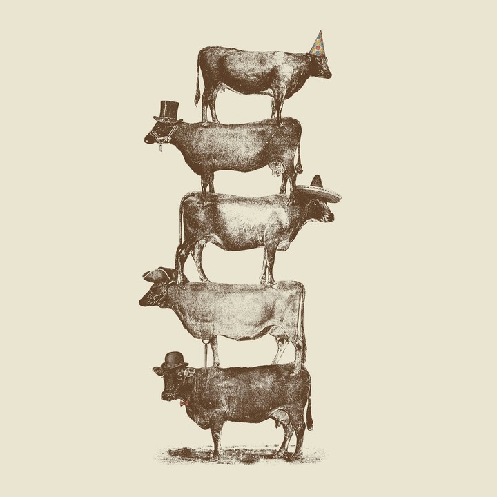 Cow cow and more cows