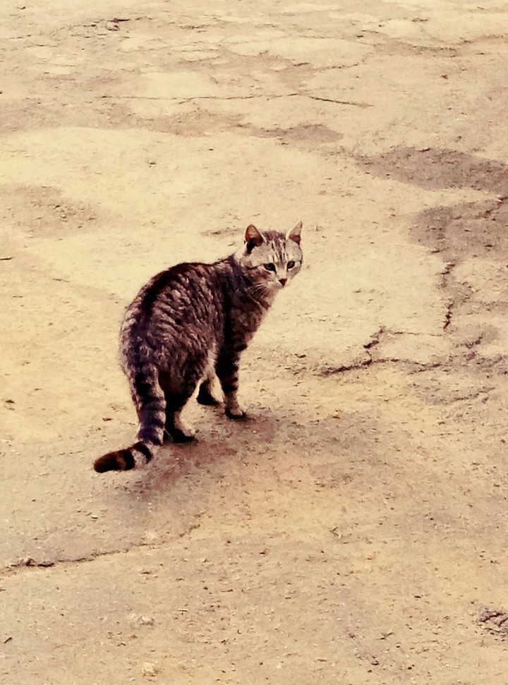 Кошечка