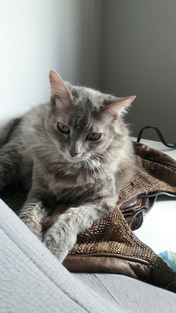 nossa gata tomando sol