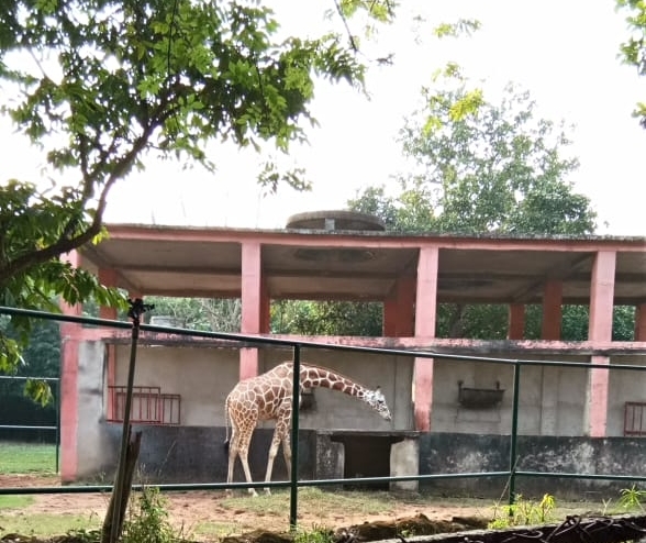 Ziraf
