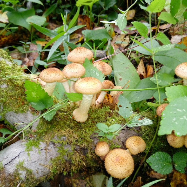 Mushroom