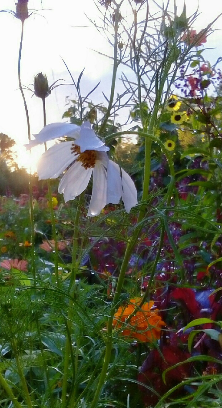 For lovers of the beautiful!