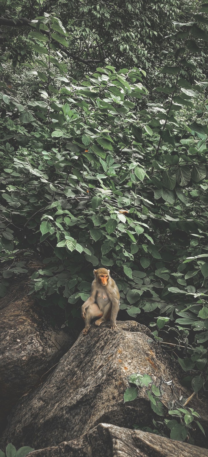 monkey